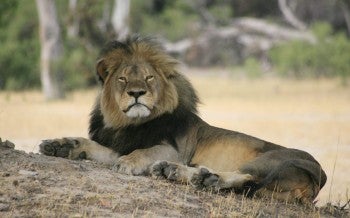 Cecil the lion