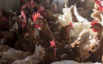 Chickens