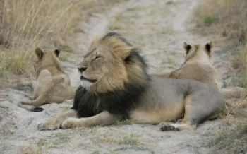 Cecil and his cubs