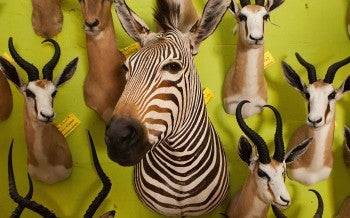 Wildlife trophies