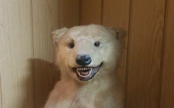 Polar bear cub trophy