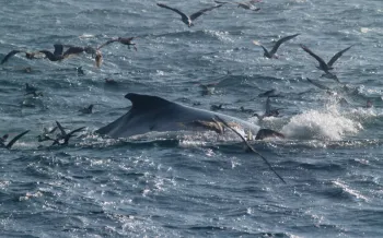 Fin whale with seagulls