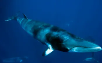 Minke whale
