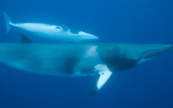 Minke whales