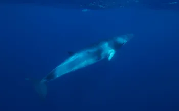 Minke whale
