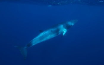 Minke whale