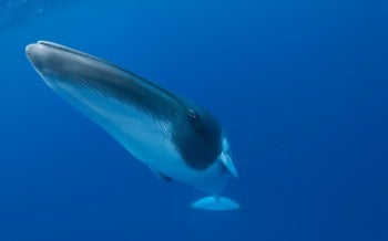 Dwarf minke whale
