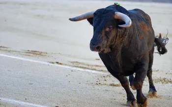 Bull in a ring