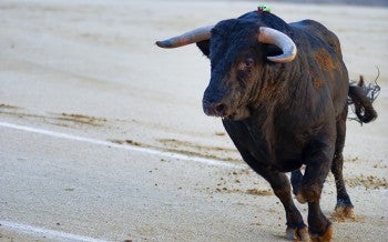 Bull in a ring