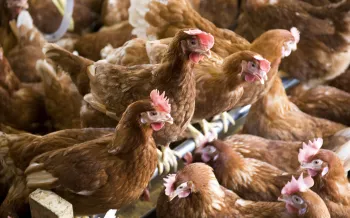 Cage-free hens