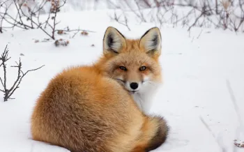 Fox in the snow
