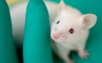 Mouse in gloved hand