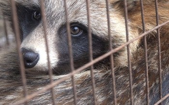 Raccoon dog in a cage