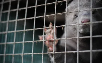 Mink on a fur farm