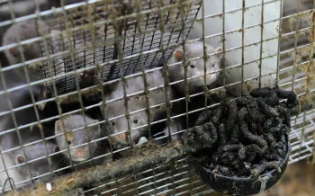 Mink crammed into a cage.