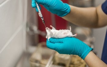 Feeding a drug to a mouse