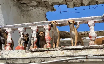 Hurricane Otis in Mexico