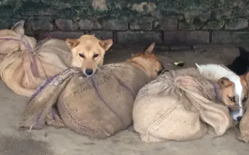 Nagaland dog meat trade