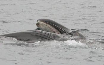 Fin whale
