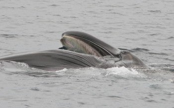 Fin whale