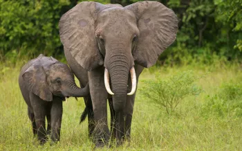 Elephant and calf