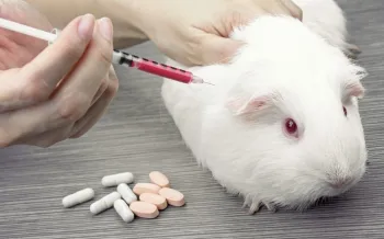 guinea pig being injected