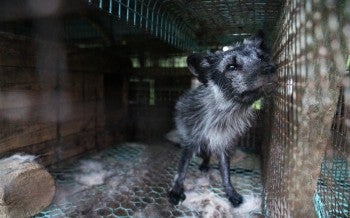 Finland fur farm