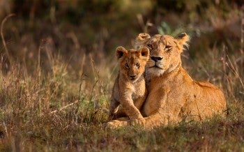 Lions