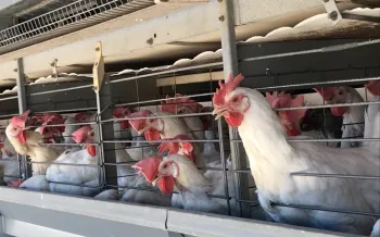 Chickens spend their lives in tiny cages.