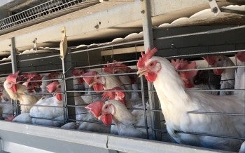 Chickens spend their lives in tiny cages.