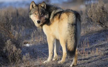 Gray wolf in Yellowstone National Park