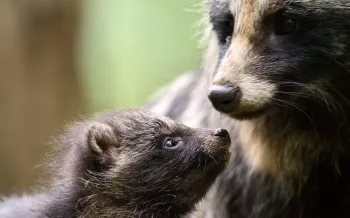 Raccoon dog and pup