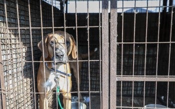 Dog on a dog meat farm