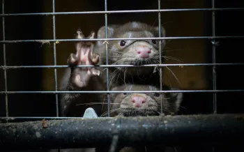 Mink on a fur farm