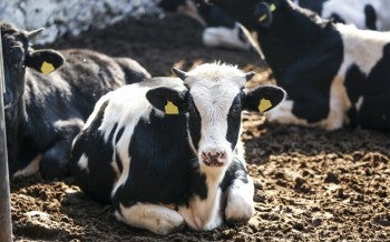 Cow