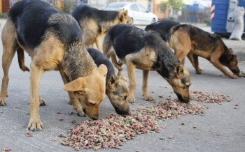 Perros