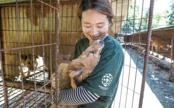 Rescued from a dog meat farm