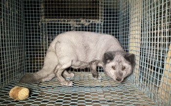 Fox on a fur farm