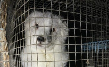Fur farm