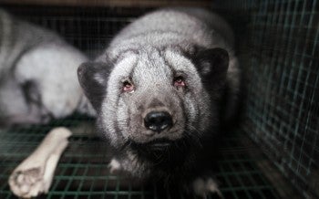Fox on a fur farm