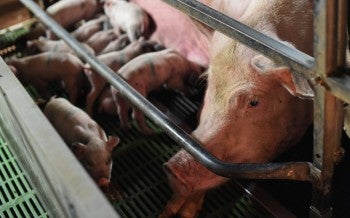 Pig farm in Italy