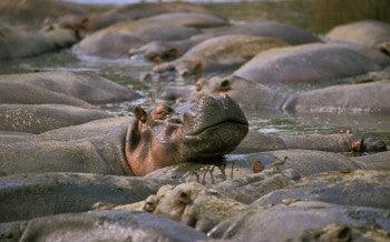 Hippo