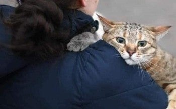 Ukraine cat