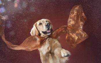Chewy, dog meat trade survivor