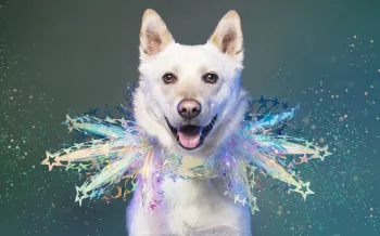 Wilf, dog meat trade survivor