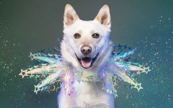 Wilf, dog meat trade survivor