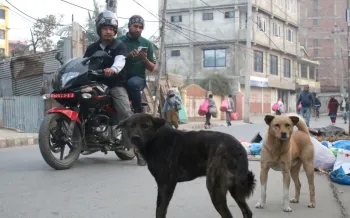 conducting a dog population survey