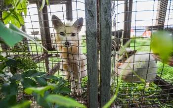 Foxes on a fur farm