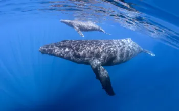 A mother humpback whale swims near the surface with her baby