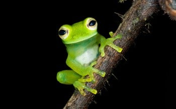 Glass frog